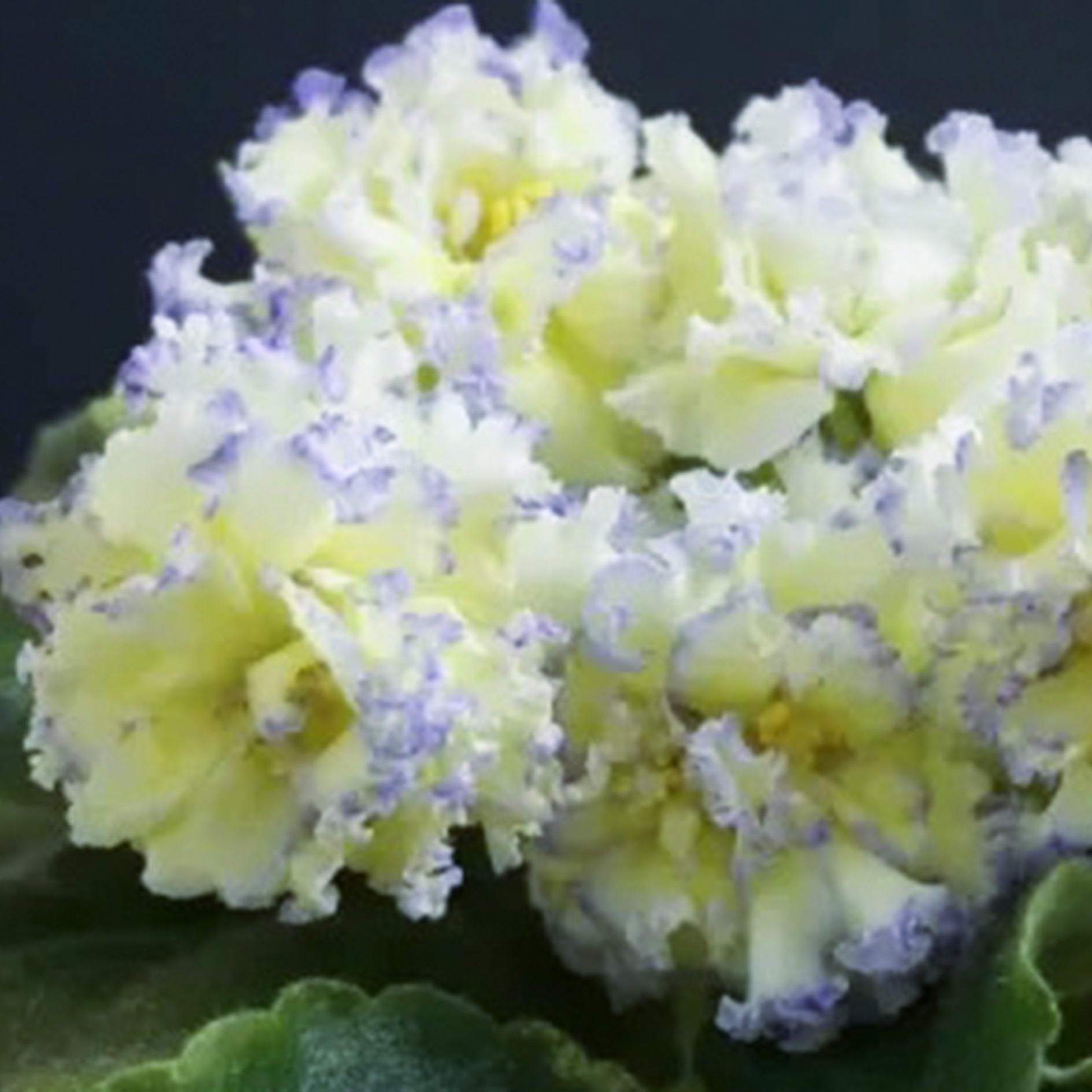 LE-Zoloto Nibelungov/LE-Gold of Nibelungs (E. Lebetskaya)