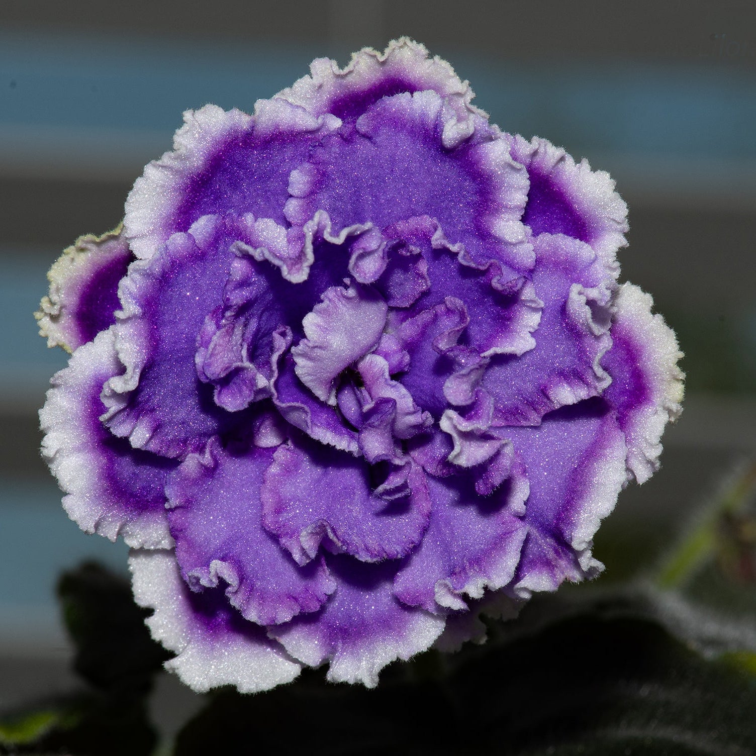 NK-Lion Lila (N.Kozak)