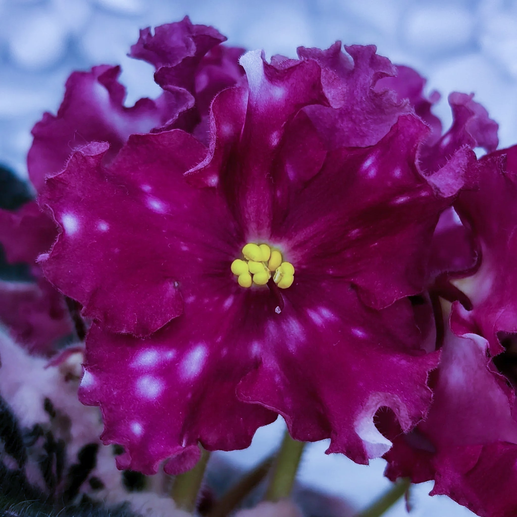 Rivermist Obsession (J. Baker)