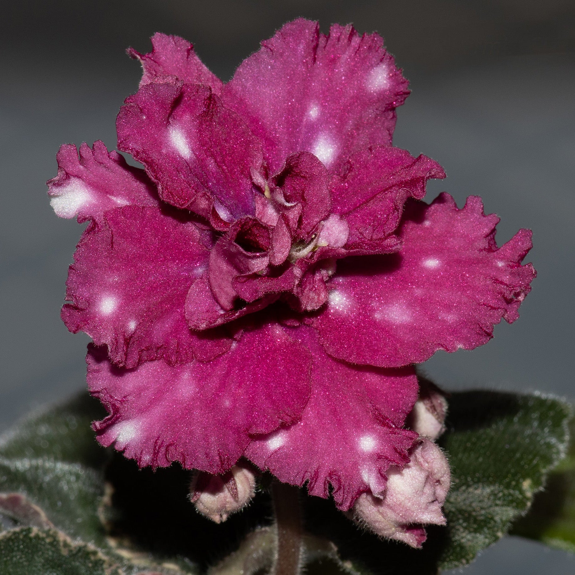 Rivermist Sizzle (J. Baker)