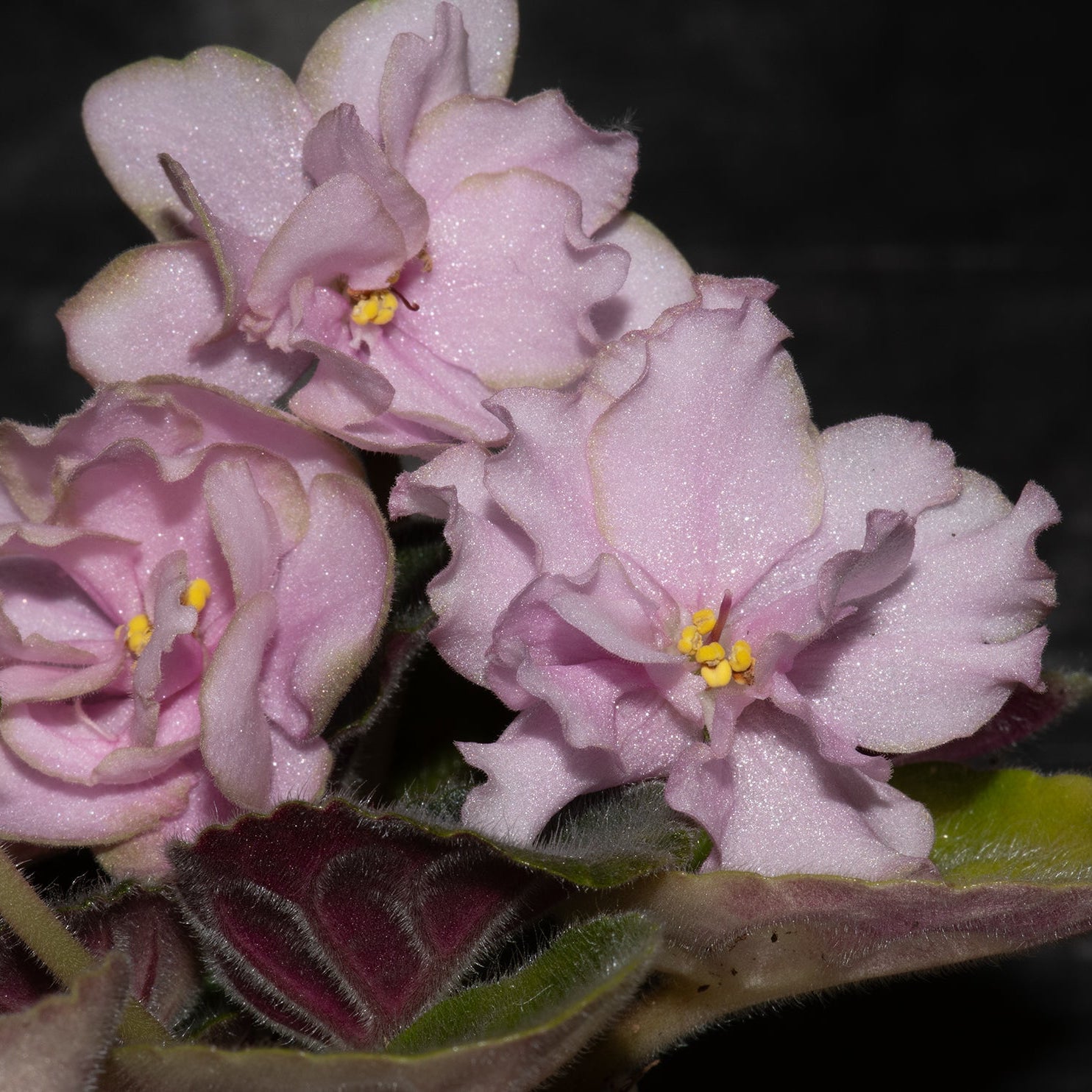 Rozovij Zhemchug/Pink Pearl (K. Morev)