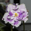 RS-Kholodnaya Siren/RS-Cold Lilac (S. Repkina)