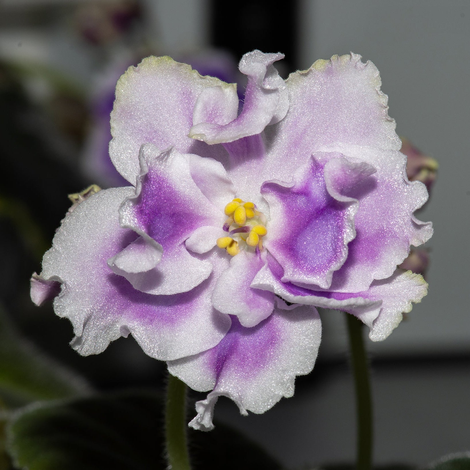 RS-Kholodnaya Siren/RS-Cold Lilac (S. Repkina)