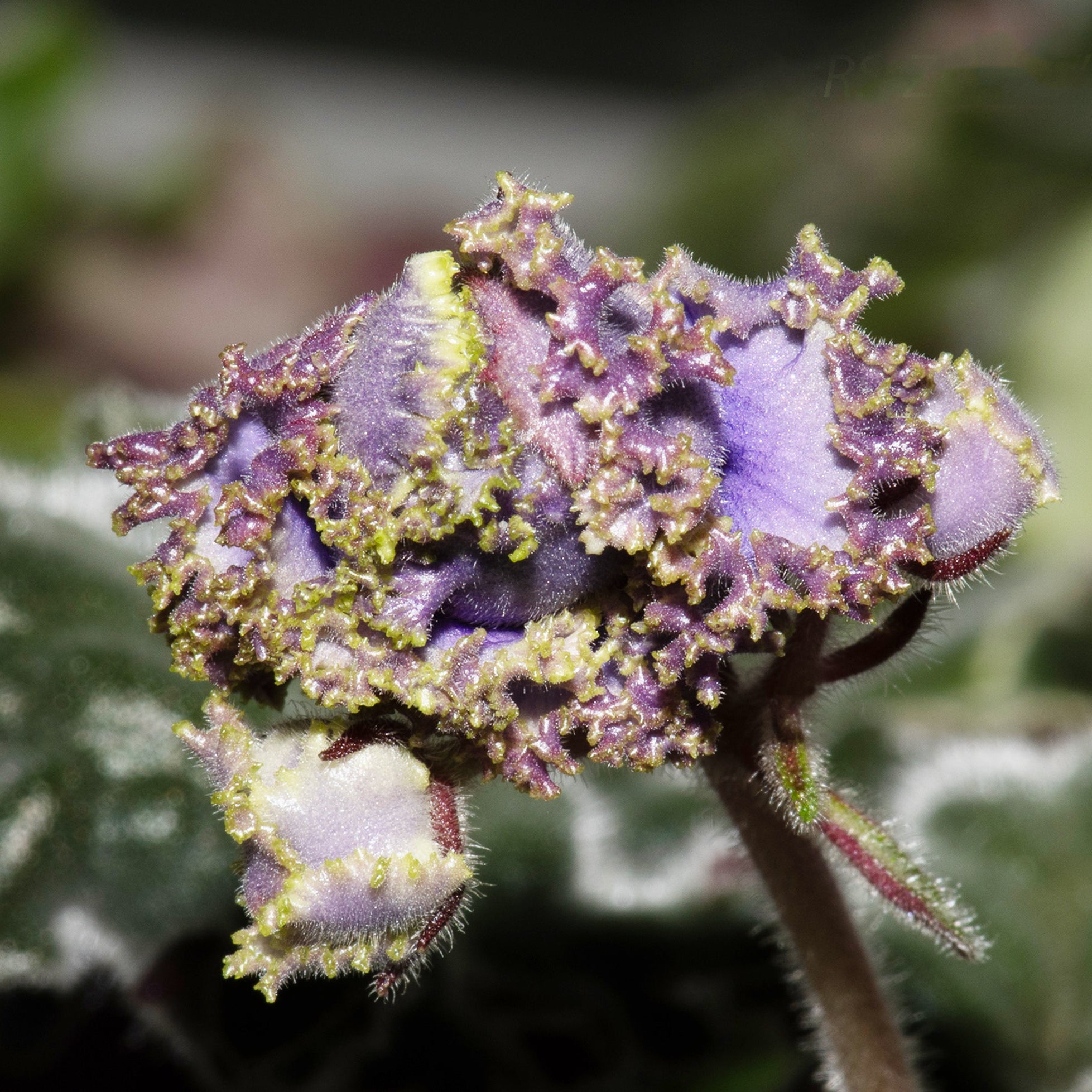 RS-Zhabo (S. Repkina)