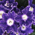 DS-Shining Bell (Dimetris)