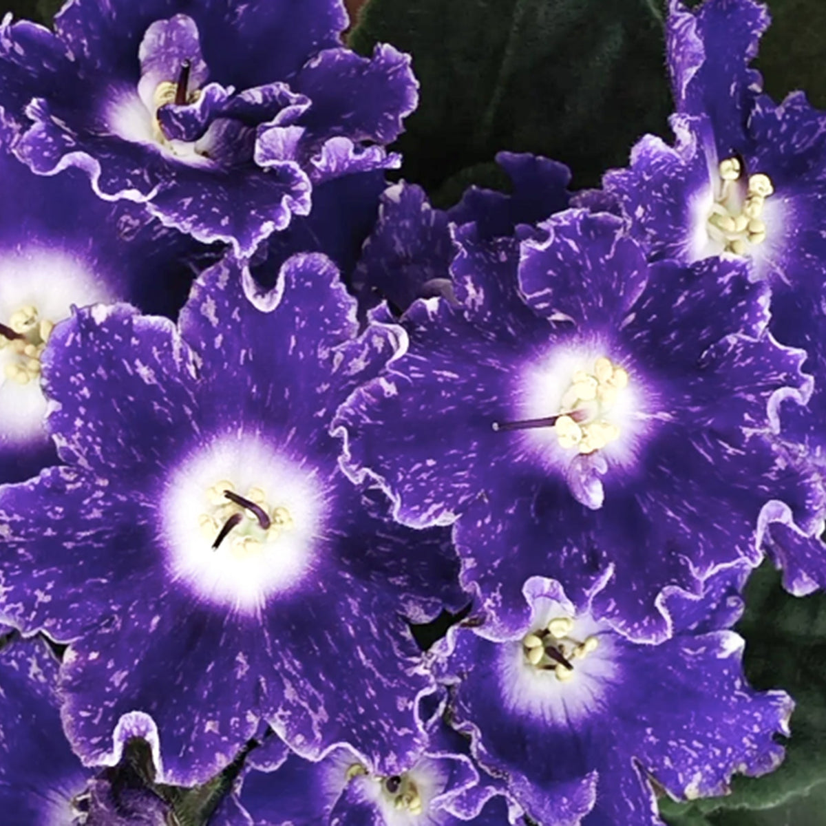 DS-Shining Bell (Dimetris) – Violets Gallery