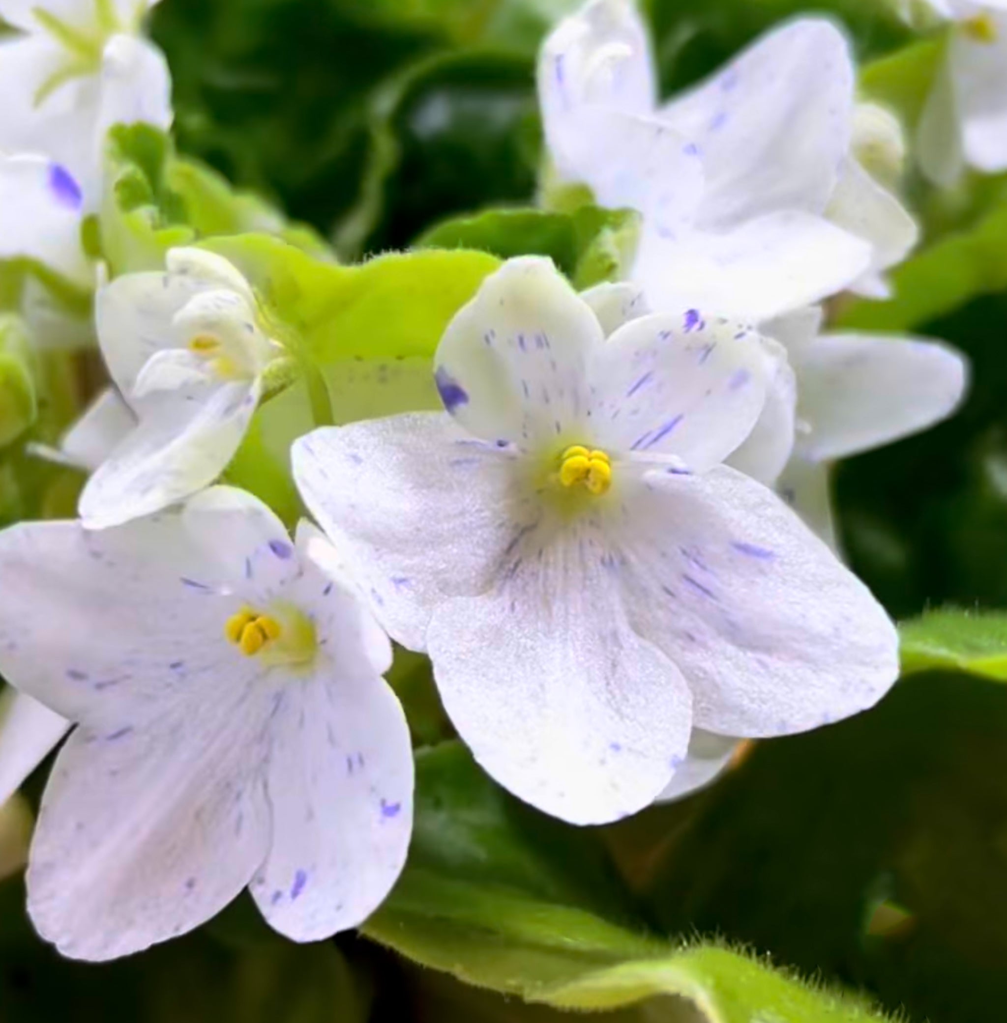 Tina’s April Fantasy (T. Elfstrom)