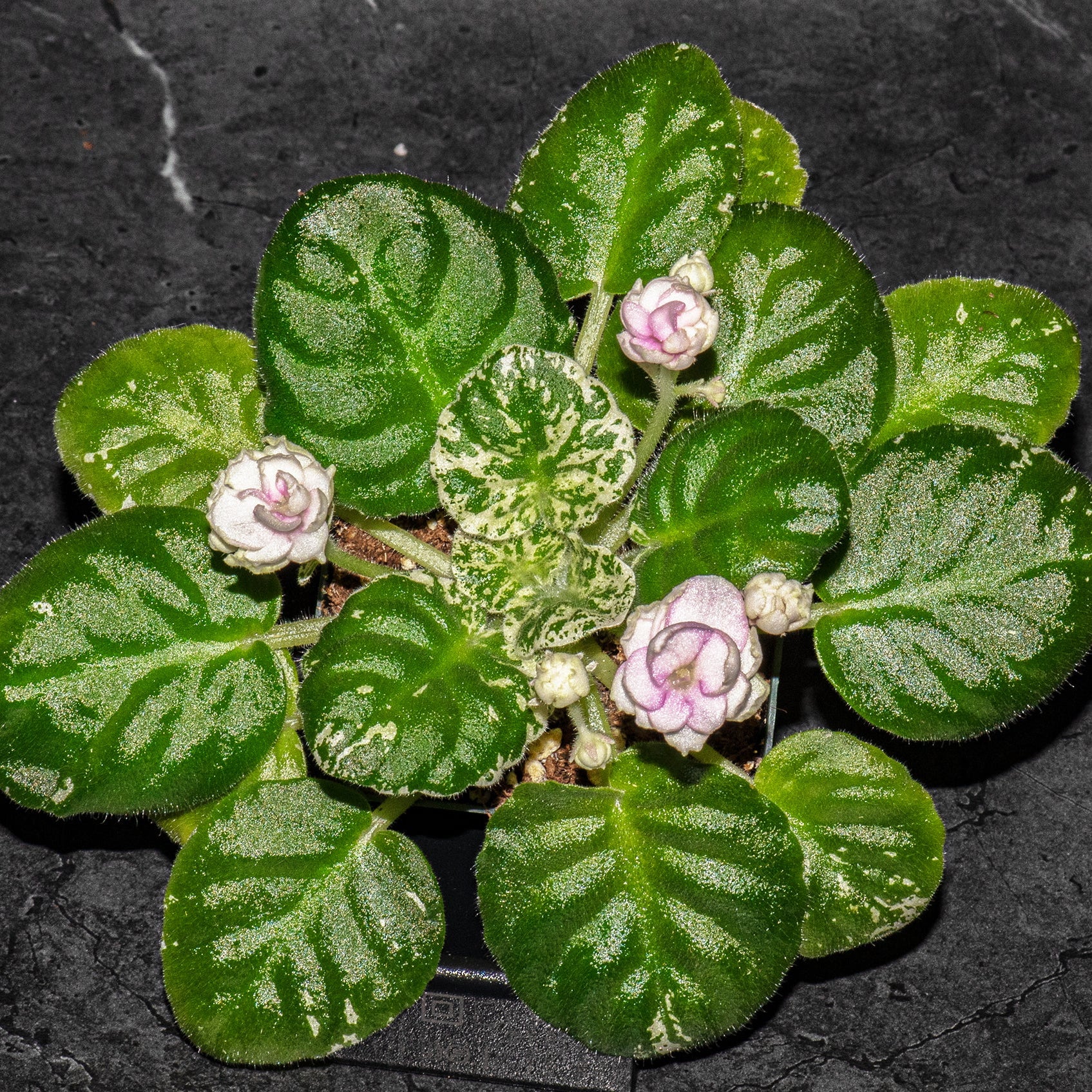Watermelon Snow