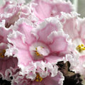 VaT-Zolushka /VaT-Cinderella (T. Valkova)