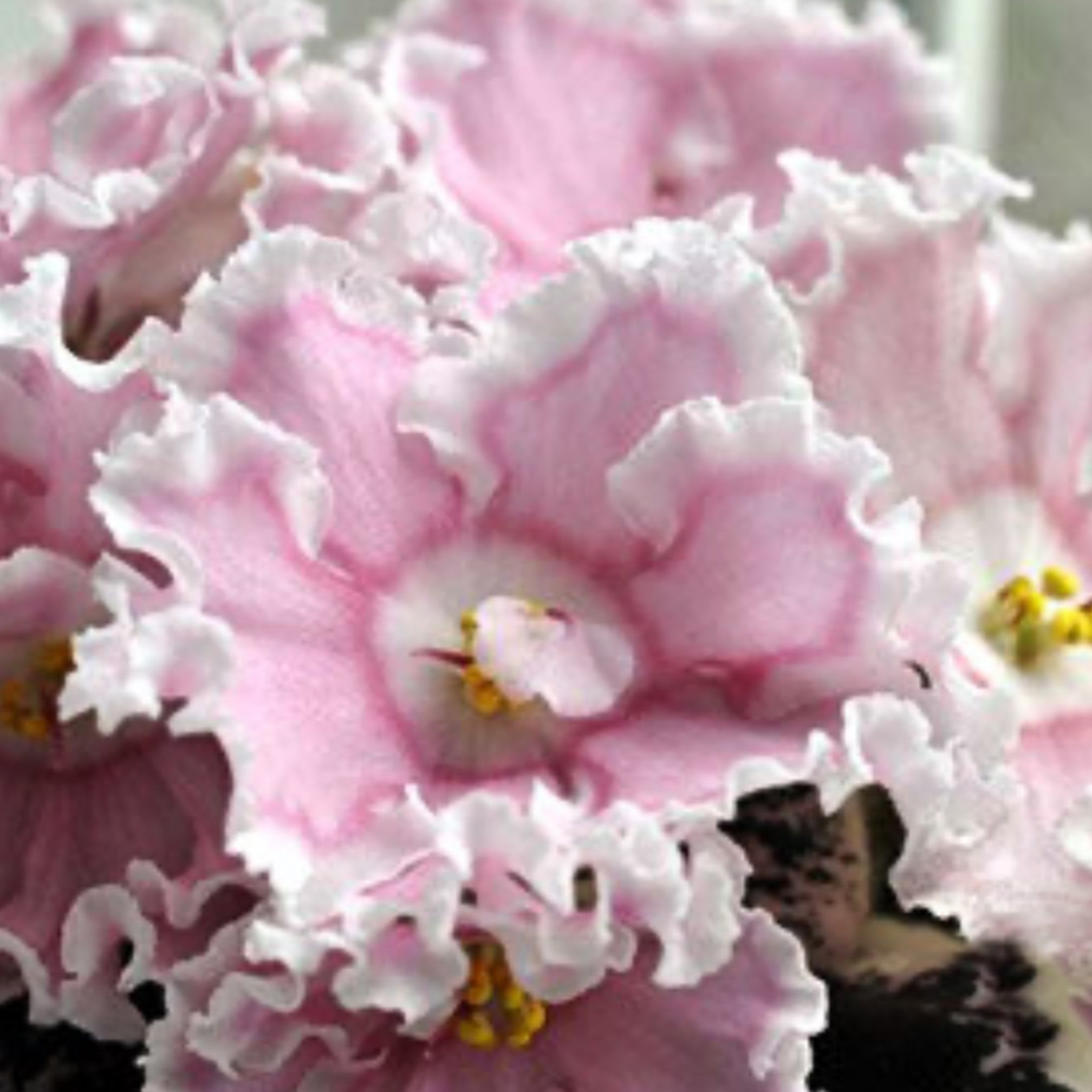 VaT-Zolushka /VaT-Cinderella (T. Valkova)